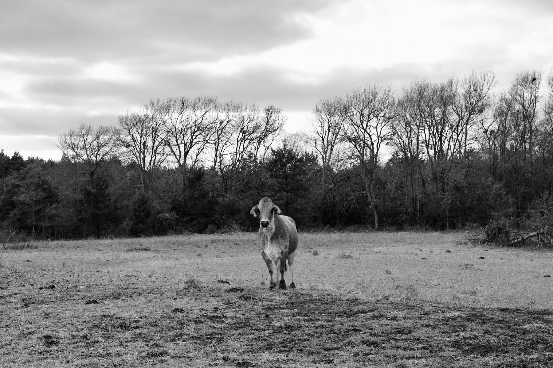 Cow Alone